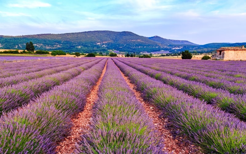 lavender fields Provance France