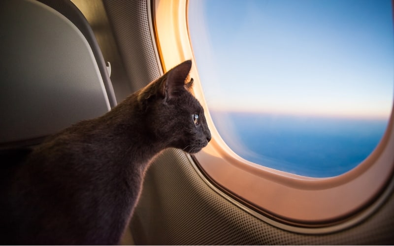 cat relocating abroad by aeroplane