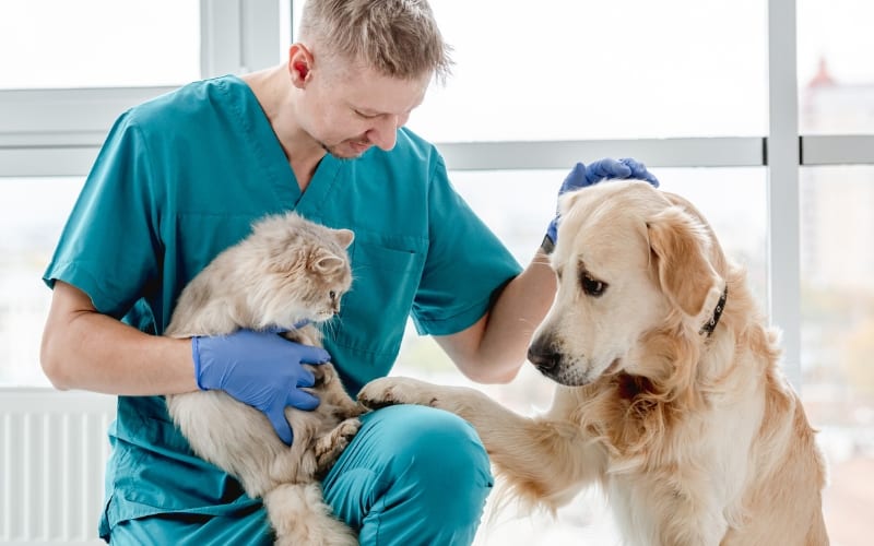 dog and cat at vets