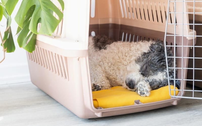 dog asleep in travel crate