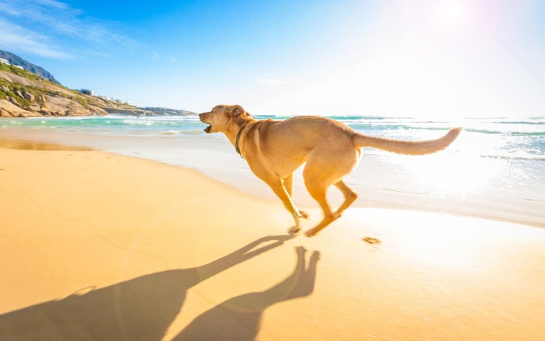 How to Move Overseas with Your Pet Cat or Dog