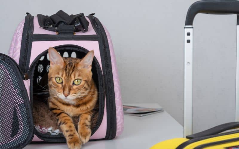 cat in travel crate